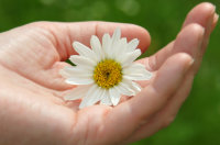Hervorragende Versorgungsqualität sowohl in der individuellen pflegerisch-medizinisch-therapeutischen Unterstützung als auch beim Beistand für Patienten und deren Angehörige Hand mit Gänseblümchen