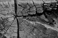 Naturaufnahmen wie das Foto einer Baumscheibe von Peter Kroll